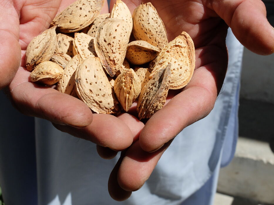 16 almond in hands